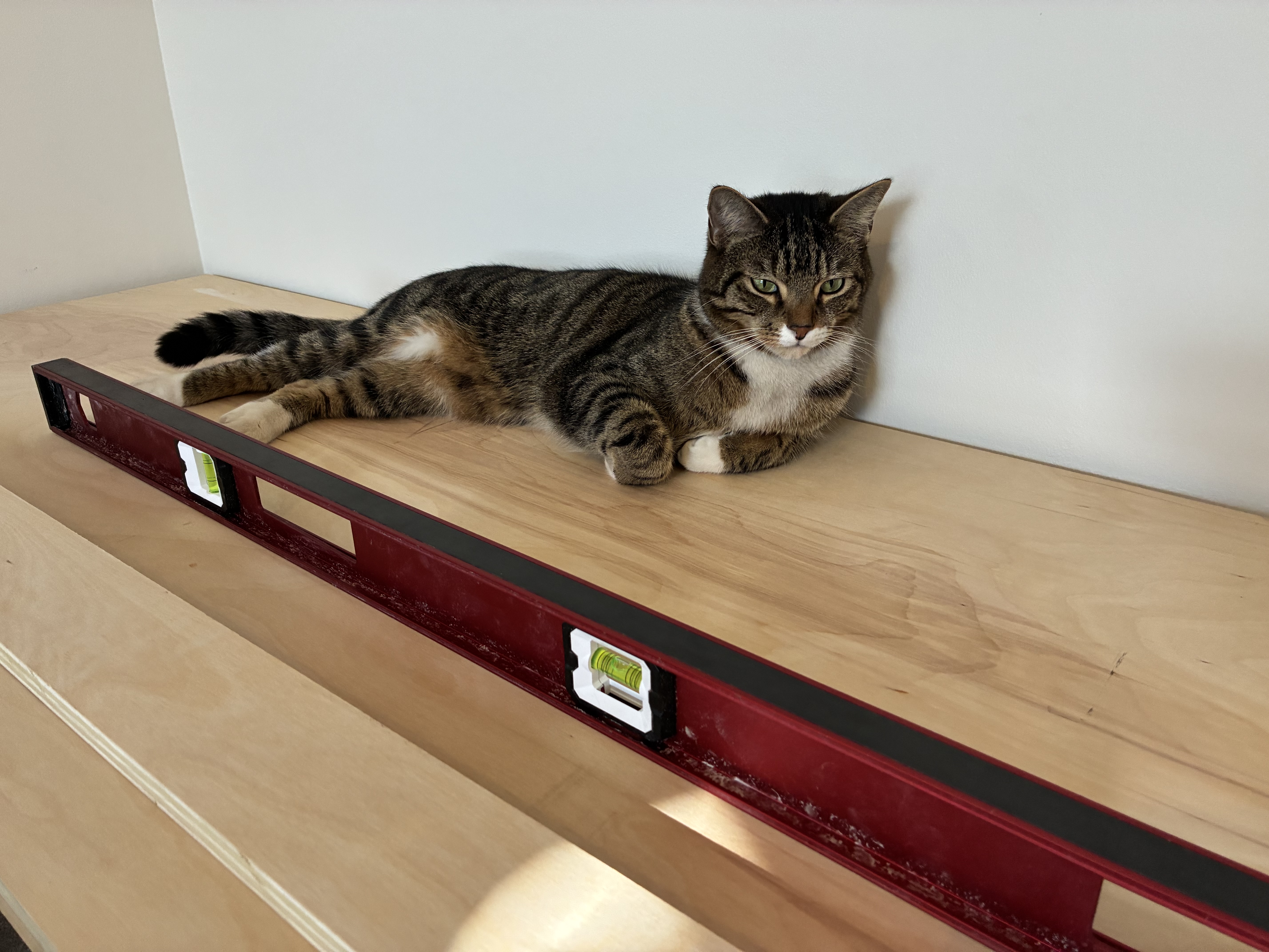 Felix supervising the build